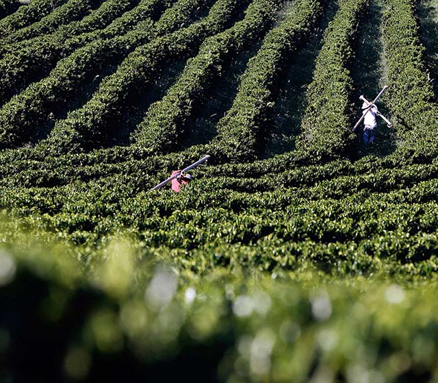 Brasil exporta café carbono neutro pela primeira vez
