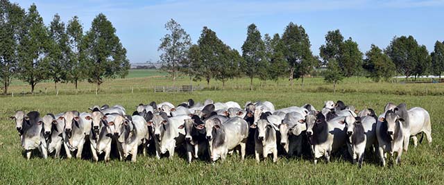 Com o terceiro maior rebanho bovino do País, Minas é impactada pela menor demanda chinesa por carne | Crédito: Divulgação