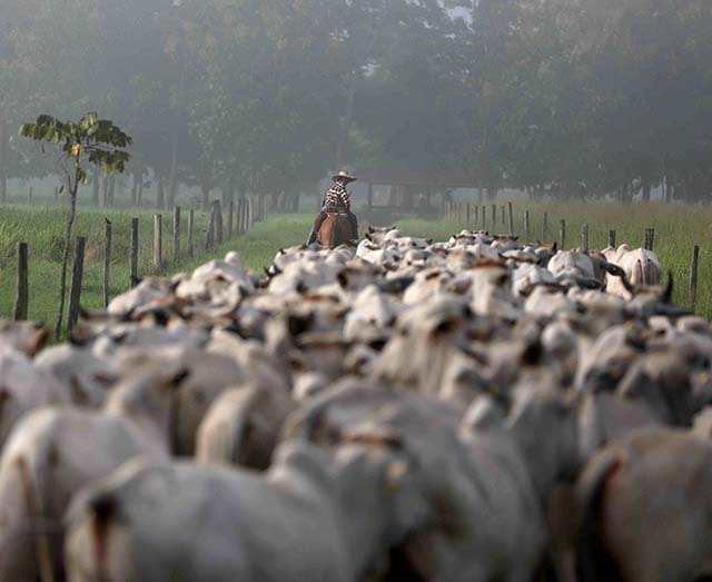 Os casos de vaca louca são atípicos, sem risco de transmissão ao rebanho | Crédito: REUTERS/Pilar Olivares