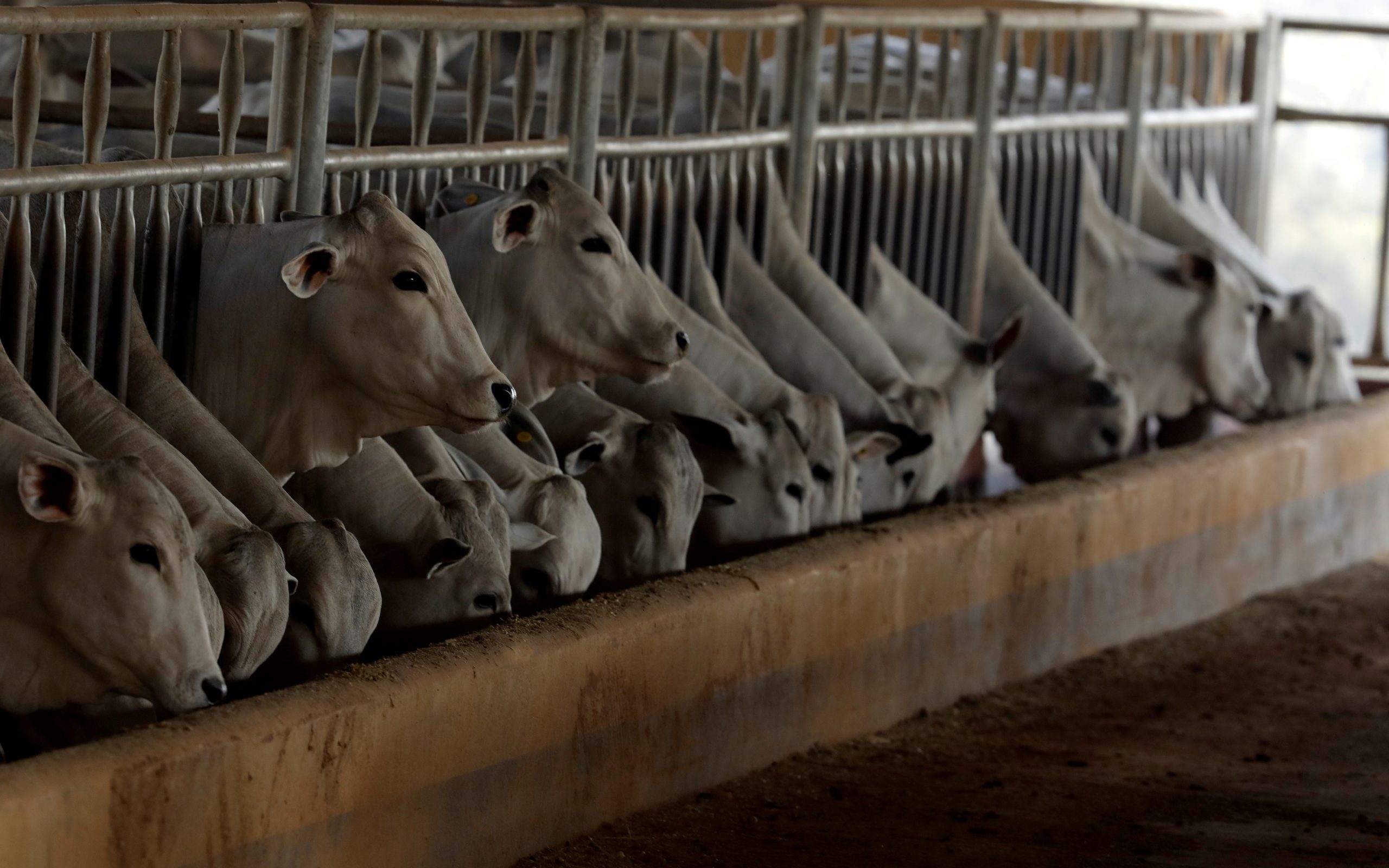 Tentativa de barrar carne brasileira nos EUA é protecionismo, diz CNA