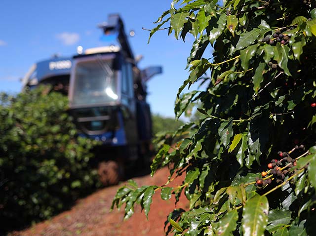 No último ano, produtores de cafés do Brasil enfrentaram seca severa, além de geadas, que contribuíram para afetar a cadeia 
 | Crédito: Amanda Perobelli/Reuters