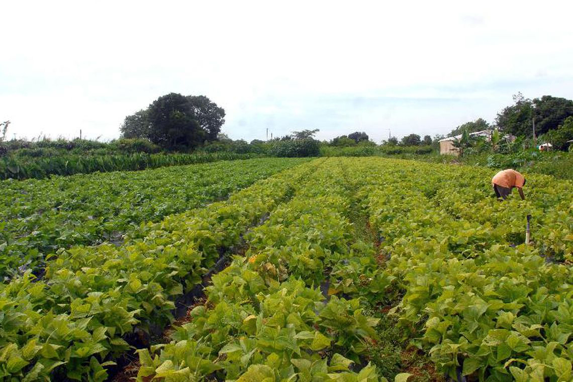 País registra valor da produção agrícola recorde no último ano