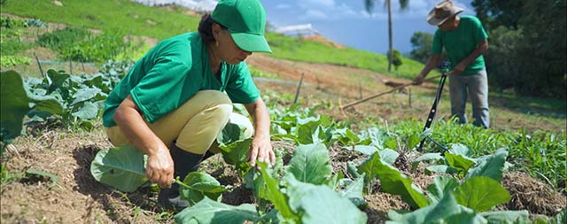 Pnae favorece agricultura familiar e escolas