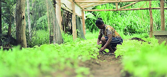 Minas Gerais aparece na vice-liderança em ocupação da agricultura familiar no Brasil