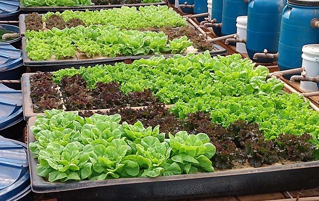 Aquaponia será estimulada em Brumadinho