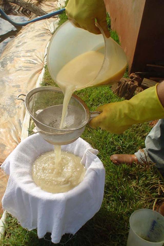 Biofertilizantes são alternativa contra dependência externa | Crédito: Francisco Rezende/Embrapa