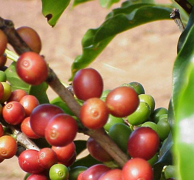 Cafeicultura mineira tem produção carbono zero
