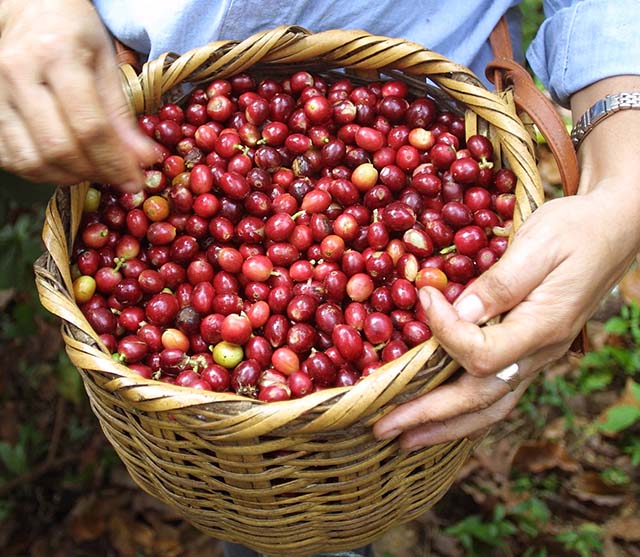 Feiras realizadas pela Cooxupé mobilizam cafeicultores