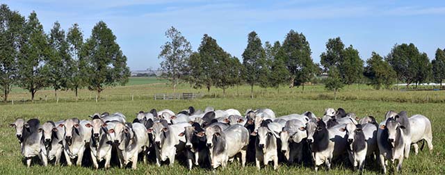 A retomada dos embarques de carne bovina do Brasil para a China proporciona segurança na produção e investimentos na melhoria do rebanho | Crédito: Divulgação