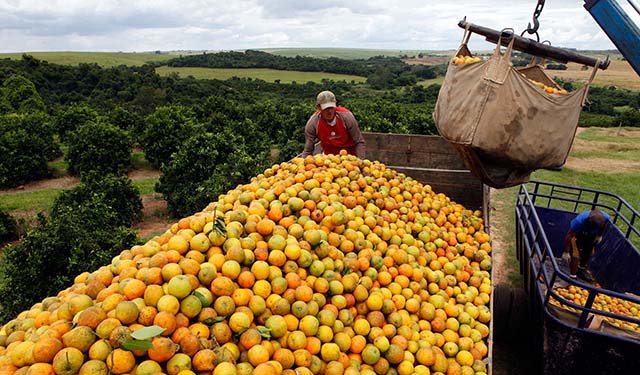 Projeção atualizada do Fundecitrus aponta para um recuo de 1,39% na produção em MG e SP frente estimativa anterior | Crédito: Paulo Whitaker/Reuters
