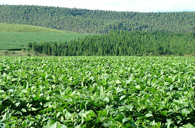 Faemg aponta alternativa para  crise na oferta de fertilizantes