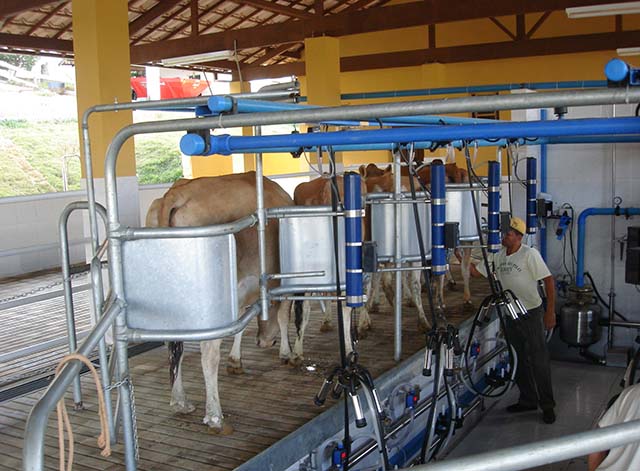 Preço do leite pago ao produtor registra queda de 1,65% em MG