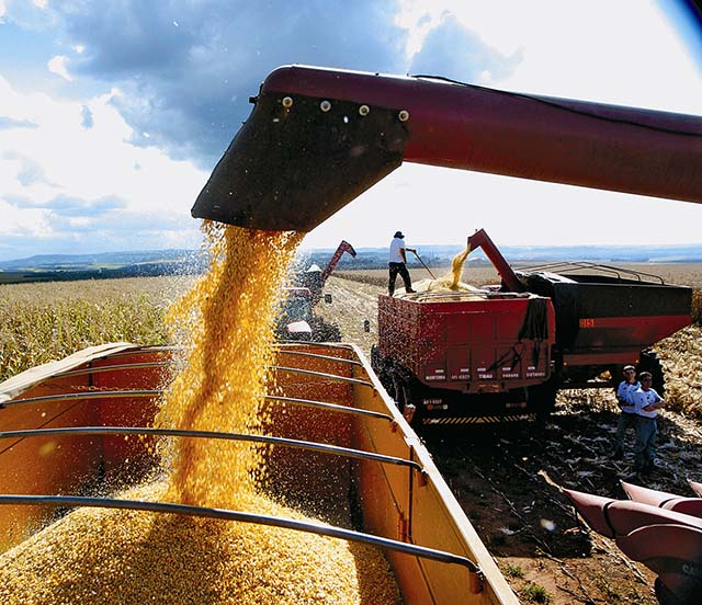 Estado mantém expectativa de safra recorde