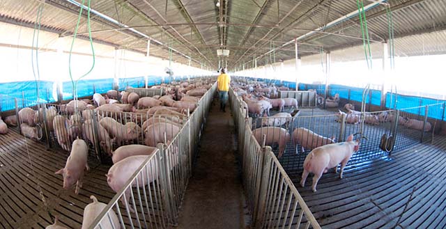 Brasil deve exportar mais carne suína para a Rússia