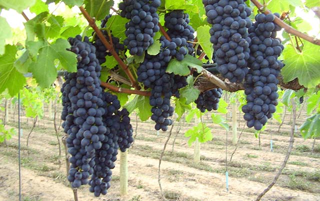 Vinhos finos produzidos no Sudeste e no Centro Oeste do Brasil conquistam mercado