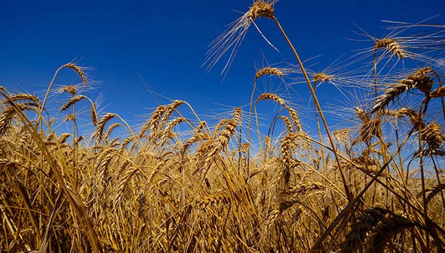 Com commodities valorizadas no mercado internacional, produtores rurais têm aproveitado para antecipar aquisição de insumo | Crédito: Antonio Costa