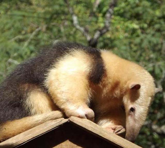 Zoológico dispensa agendamento