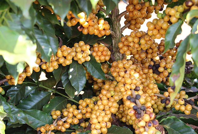 Exportações do agronegócio de Minas batem o recorde em 2021