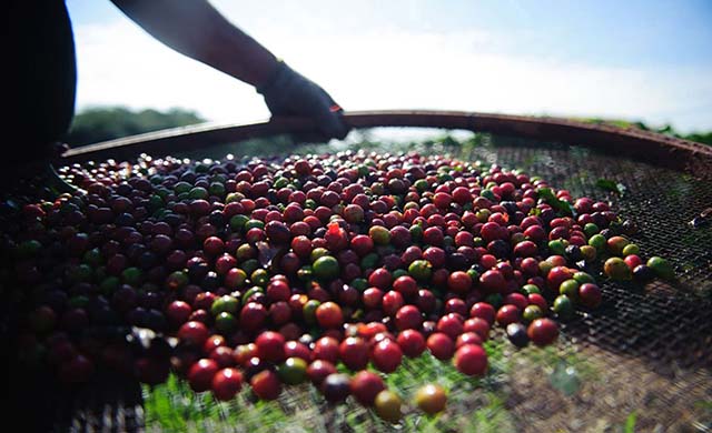 Café do Cerrado Mineiro conquista o mercado externo