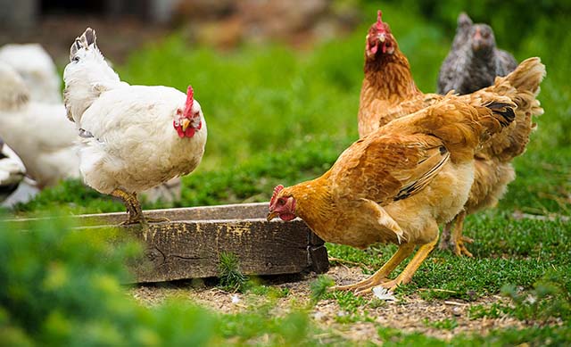 Vacinação é aliada da avicultura contra Doença de Gumboro