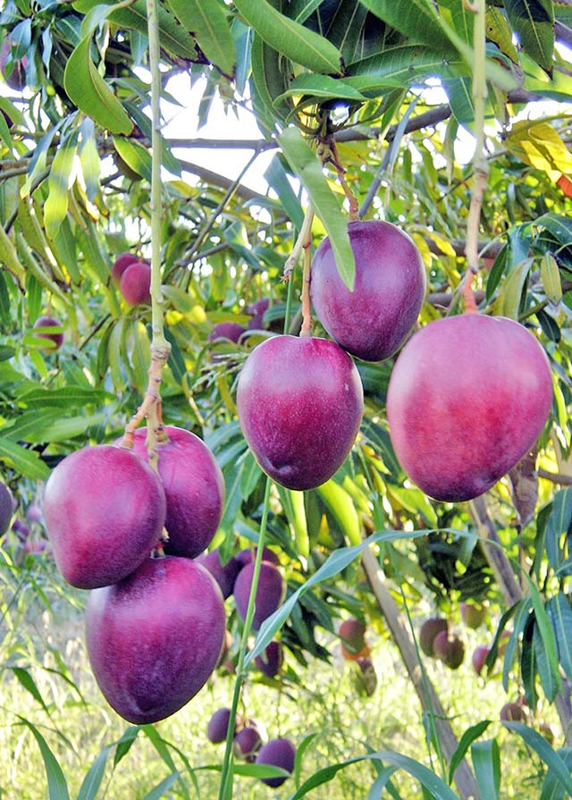 Projeto melhora merenda e receita da agricultura familiar