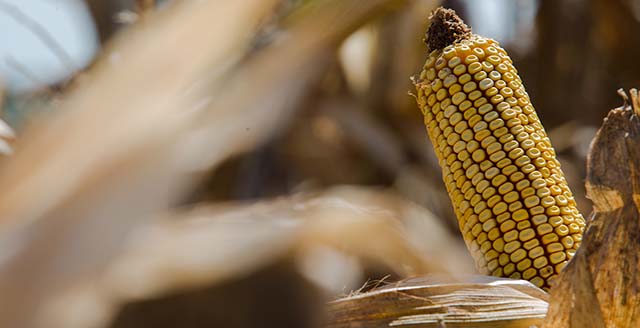 Chuvas causam perdas a 119 mil hectares no Estado