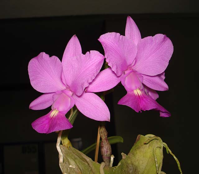 Cuidados simples favorecem cultivo de orquídeas