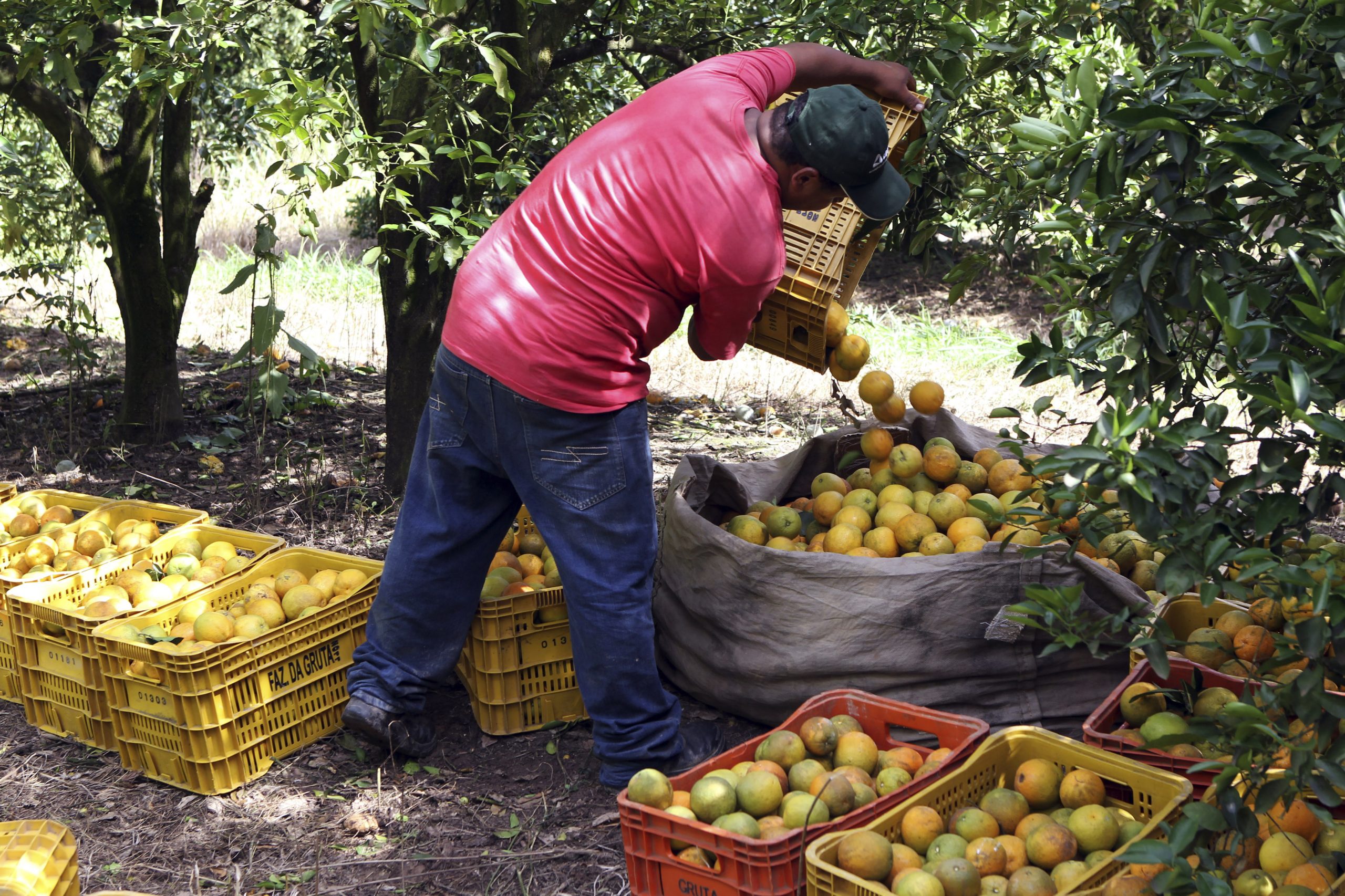 Na temporada anterior (2020/21), a produção somou 268,63 milhões de caixas de 40,8 kg | Crédito: REUTERS/Paulo Whitaker