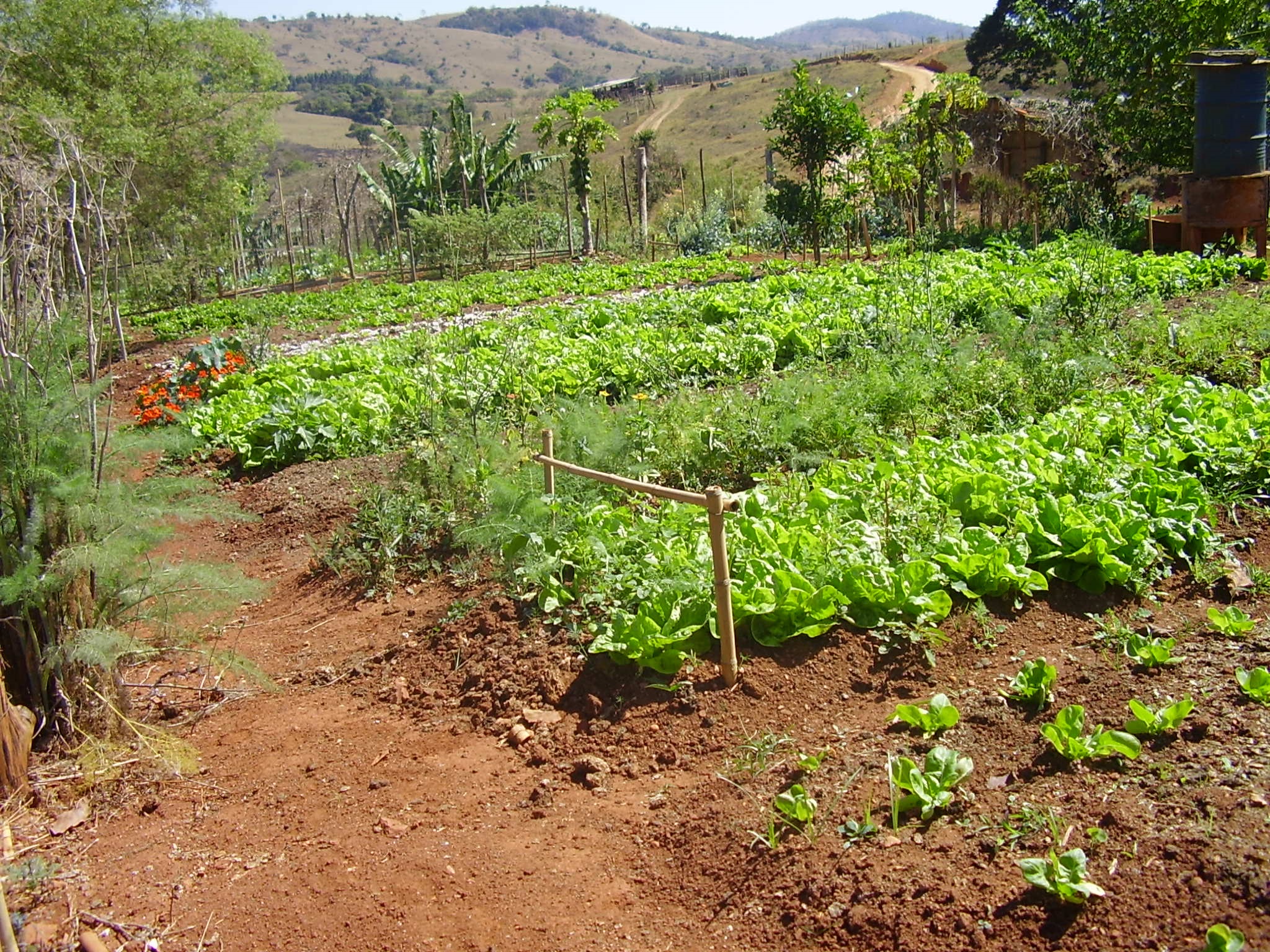 A ação foi motivada pelas constantes reivindicações dos agricultores familiares de Capitão Enéas, solicitando mais canais de comercialização da produção | Crédito: Divulgação/Emater-MG