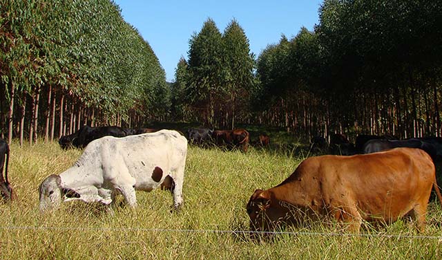 Acordo apoiará redução de emissões na pecuária