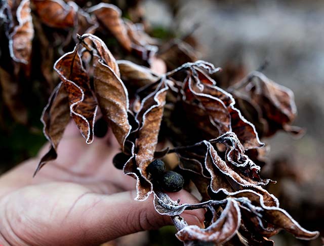 Problemas climáticos, como geadas, chuvas e seca, afetaram produtores de várias culturas no País no último ano | Crédito: Roosevelt Cassio/Reuters
