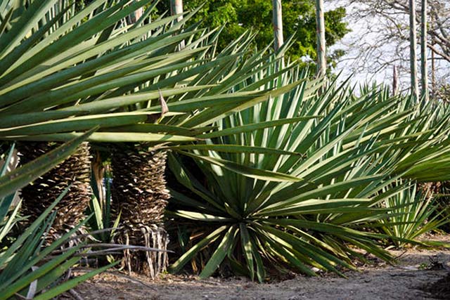 Produto que vem sendo desenvolvido por meio de acordo técnico é derivado da Agave sisalana (foto) | Crédito: Saulo Coelho/Embrapa