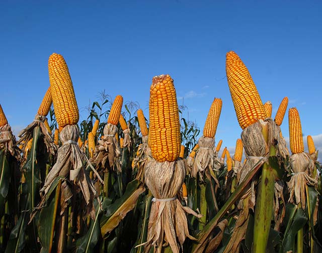Desembolsos do PAP para o agronegócio mineiro crescem 35%