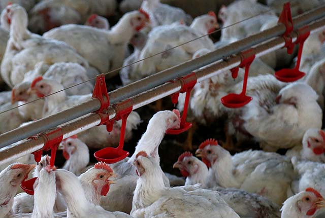 Proibição francesa não vai impactar exportações de carnes de Minas