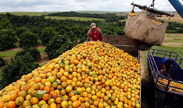 Em janeiro, baixa procura pela laranja, por exemplo, levou à queda nos preços em várias Ceasas | Crédito: Paulo Whitaker/Reuters

