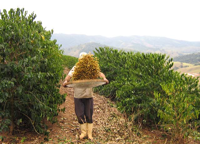 Café impulsiona aumento do VBP do agronegócio em Minas Gerais