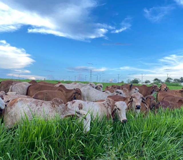 Cira faz operação para combater sonegação de impostos na venda de boi