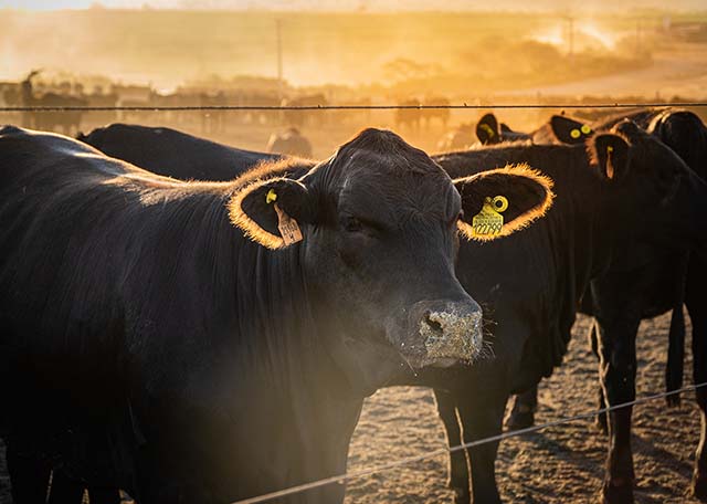 Carapreta investe alto em sustentabilidade