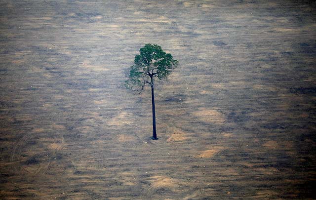 Desmatamento bate recorde na Amazônia