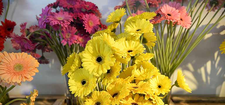 Produção de flores deve ganhar fôlego no Estado