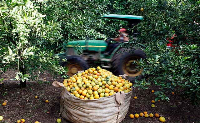 Apesar do recuo no volume exportado, receita com vendas de suco de laranja subiu 9,24% até o momento 
 | Crédito: Paulo Whitaker/Reuters 