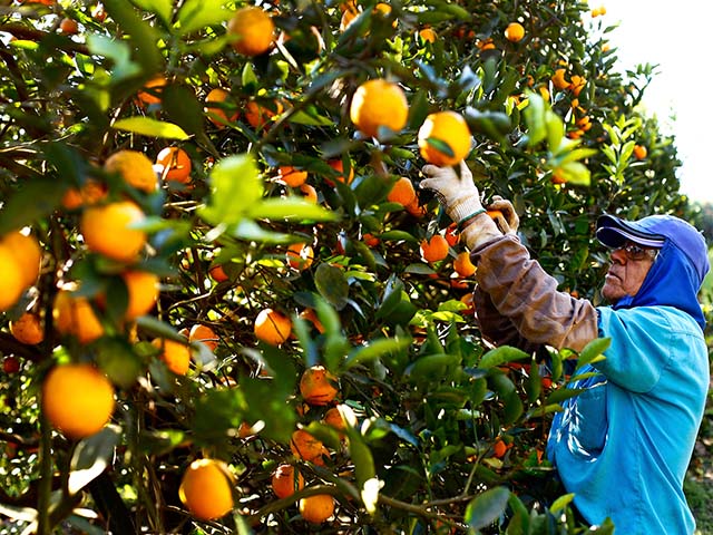 Doença, que atinge frutas cítricas, leva à presença de lesões e queda prematura dos frutos  | Foto: Cocamar/Fotos Públicas