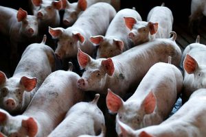 Porcos Brasil Singapura acordo comércio carne suína