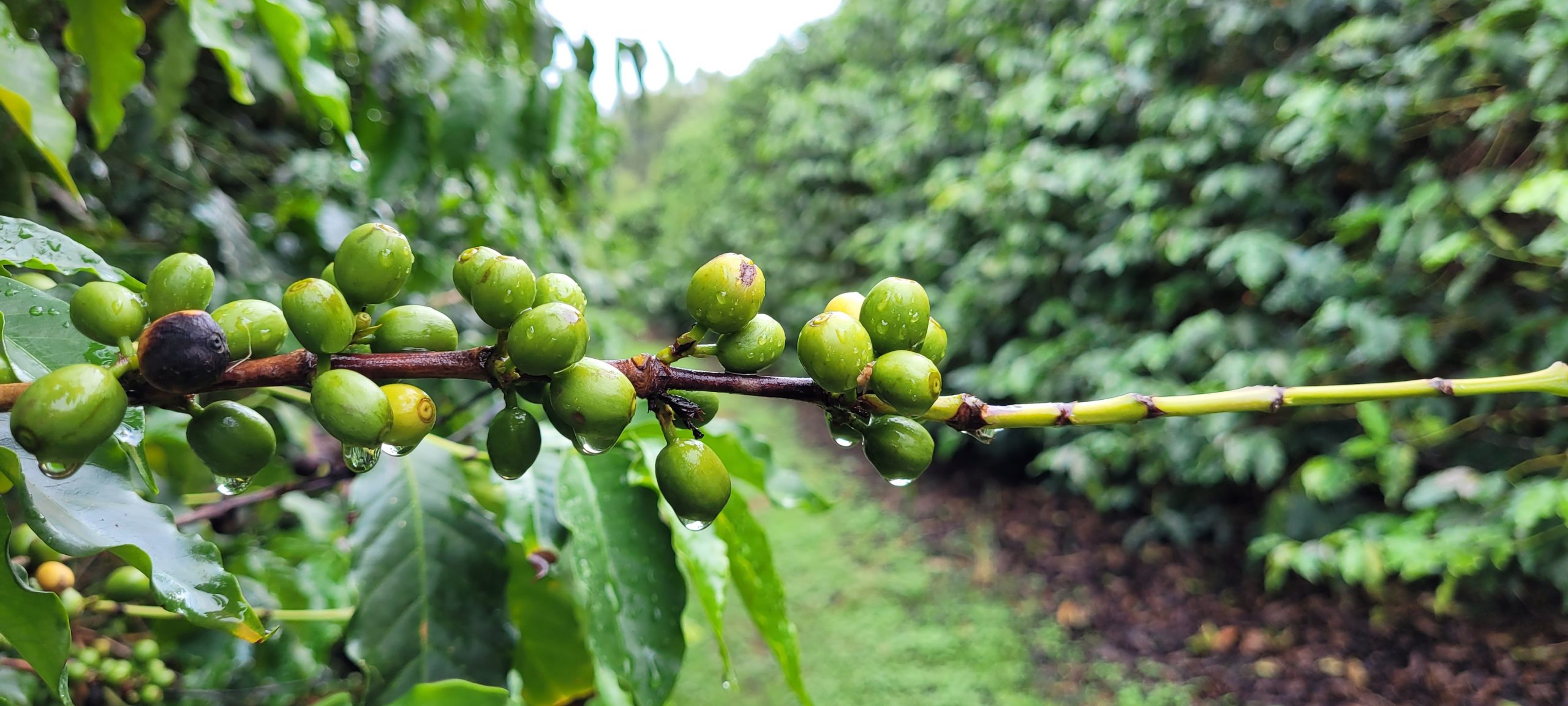 Programa Certifica Minas Café tem adesão voluntária e trabalha melhorias na produtividade e qualidade do grão | Crédito: André Cruz/Imprensa MG