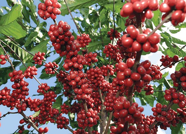 El cultivo de café en Minas Gerais es ‘carbono negativo’