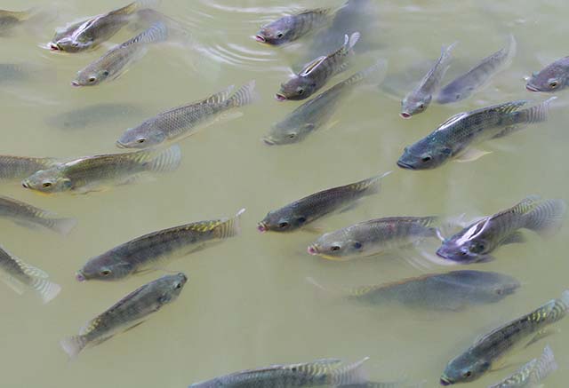 Felixlândia ganha 1º entreposto de pescado familiar do Estado
