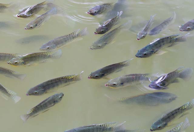 Entreposto pode beneficiar mil quilos de peixe por dia, dando mais oportunidades aos piscicultores locais | Crédito: Divulgação/Emater-MG
