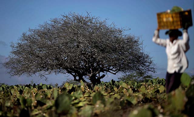 Entre ideias está a criação de empresas que intermedeiem a contratação de profissionais por produtores | Crédito: Ueslei Marcelino/Reuters