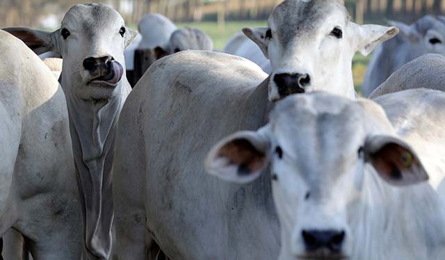 Epamig divulga estratégias contra Tristeza Parasitária e carrapatos em bovinos
