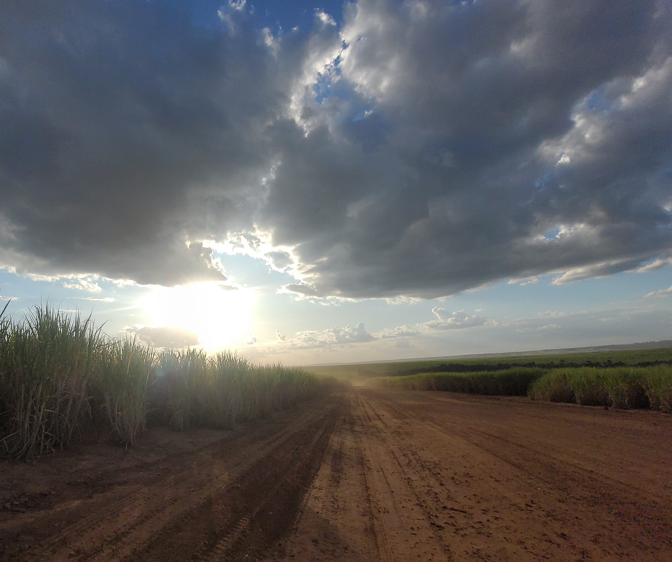Produção de cana-de-açúcar em Minas começa a se recuperar